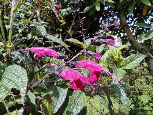 Image of Salvia quitensis by (c) sandy-espinozaf, some rights reserved (CC BY)