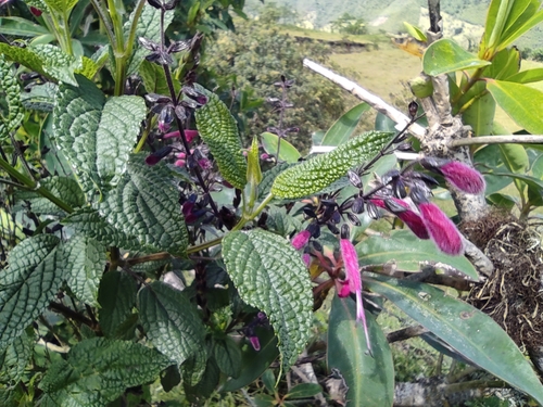 Salvia quitensis, photograph 4