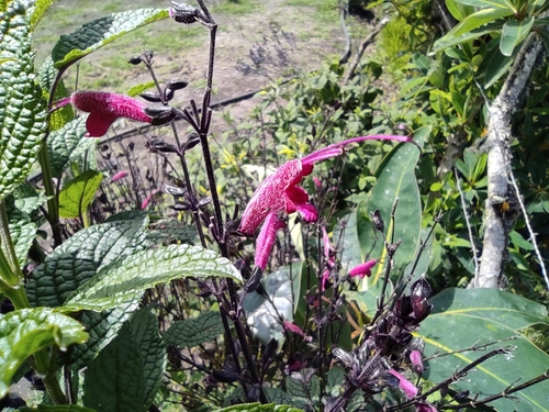 Image of Salvia quitensis by (c) sandy-espinozaf, some rights reserved (CC BY)