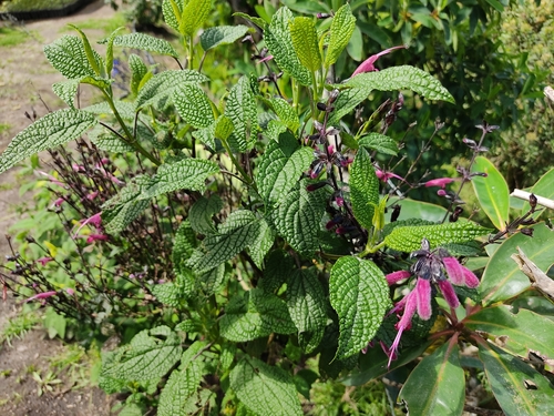 Image of Salvia quitensis by (c) sandy-espinozaf, some rights reserved (CC BY)