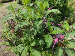 Salvia quitensis