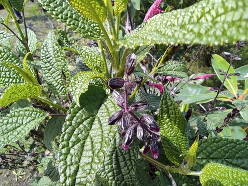 Image of Salvia quitensis by (c) sandy-espinozaf, some rights reserved (CC BY)