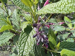 Salvia quitensis