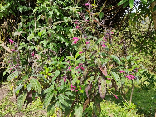 Image of Salvia quitensis by (c) sandy-espinozaf, some rights reserved (CC BY)