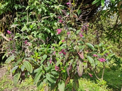 Salvia quitensis