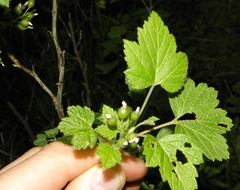 Ribes hudsonianum