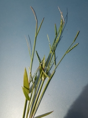 Urochloa platyphylla