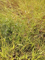 Urochloa platyphylla