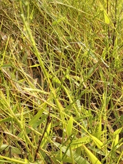 Urochloa platyphylla