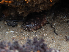 Holothuria grisea