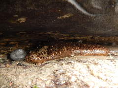 Holothuria grisea