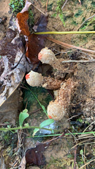 Calostoma ravenelii ravenelii