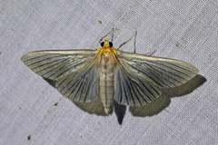 Cirrhocephalina evanidalis