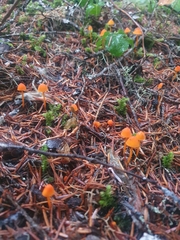 Mycena strobilinoidea