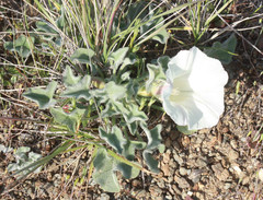 Calystegia collina