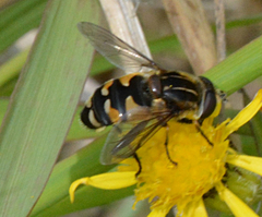 Helophilus groenlandicus