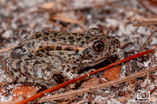 Gopher Frog, Lithobates capito