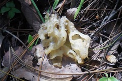 Sebacina sparassoidea