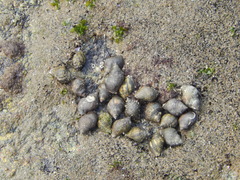 Stramonita brasiliensis