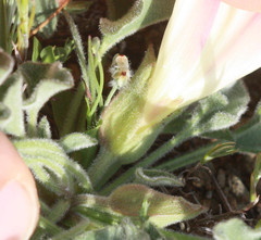 Calystegia collina