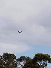 Phalacrocorax sulcirostris