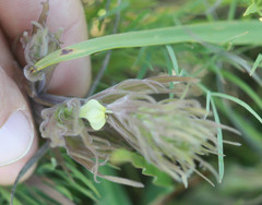 Castilleja rubicundula lithospermoides