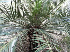 Macrozamia moorei