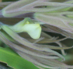 Castilleja rubicundula lithospermoides