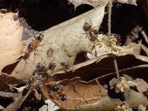 iNaturalist observation photo of Western Velvety Tree Ant