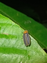 Pyrocoelia praetexta