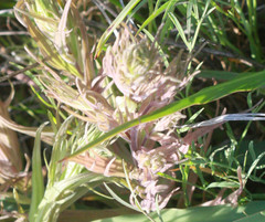 Castilleja rubicundula lithospermoides