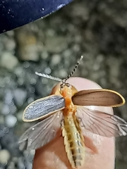 Pyrocoelia praetexta