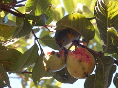 Euphonia pectoralis