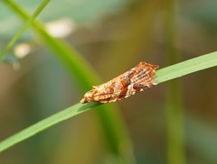 Epitymbia isoscelana