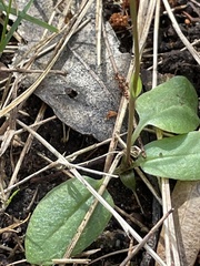 Pterostylis concinna