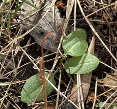 Pterostylis concinna