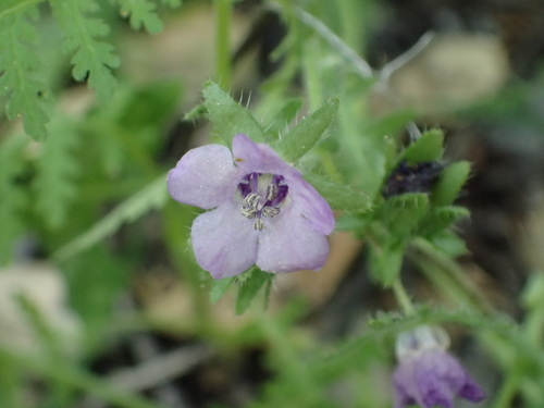 iNaturalist observation photo of Fiesta Flower