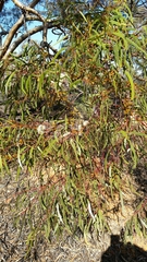 Eucalyptus salubris