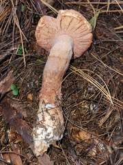 Mycogone rosea