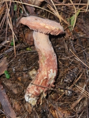 Mycogone rosea