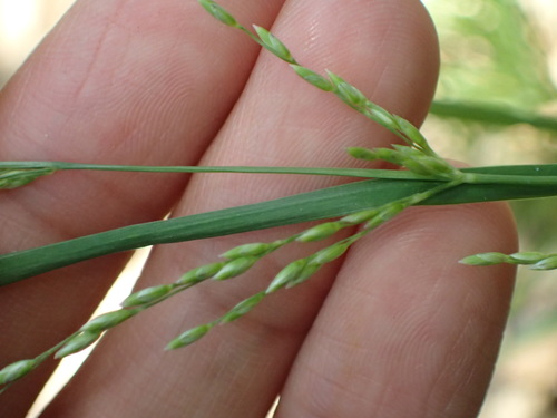 iNaturalist observation photo of panic veldtgrass