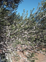Melaleuca pauperiflora mutica