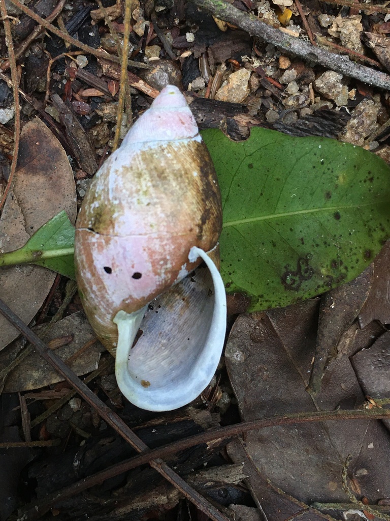Strophocheilus pudicus