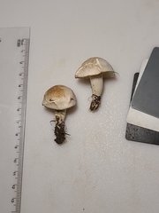 Cuphophyllus angustifolius