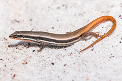 Fire-Tailed Skink photo 2