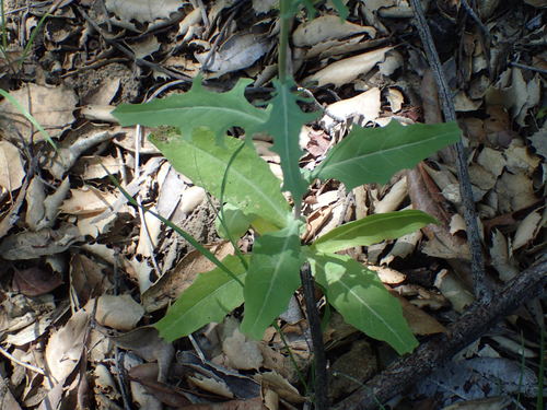 iNaturalist observation photo of flowering plants