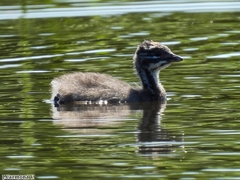 Tachybaptus dominicus