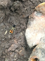 Traumatomutilla quadrinotata