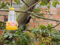 Cacicus haemorrhous