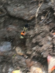 Traumatomutilla quadrinotata